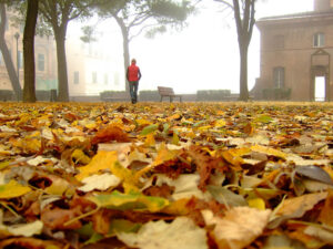 foliage in toscana